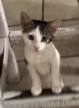 Mr. Bob