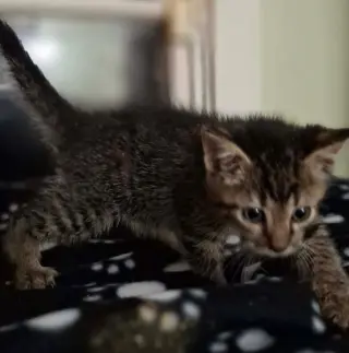 Tumble