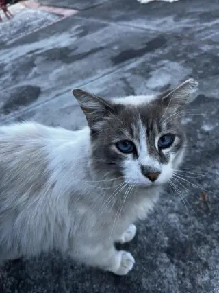 Banjo