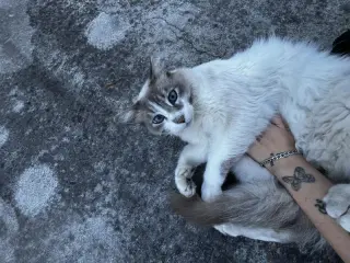 Banjo