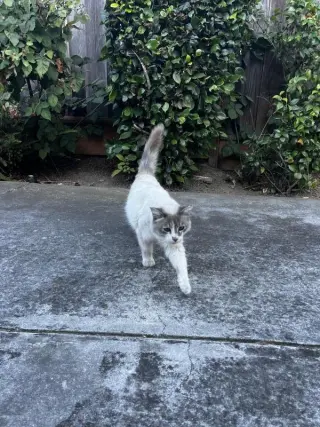 Banjo