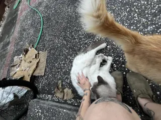 Banjo