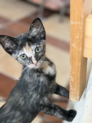 Willow =^.^=