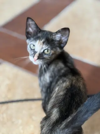 Willow =^.^=
