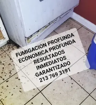 FUMIGACION BARATA 2137693191