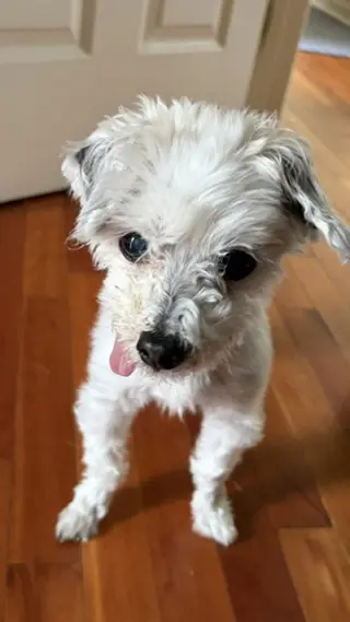 YoYo