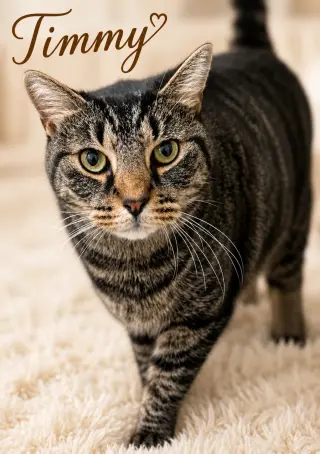 Timmy (FCID# 06/17/2026-158) Willow Grove