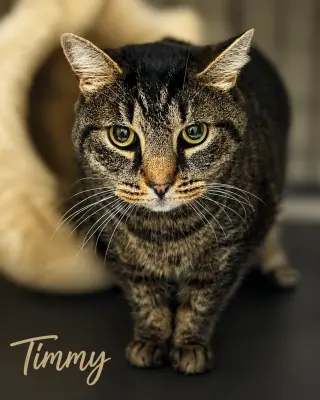 Timmy (FCID# 06/17/2026-158) Willow Grove