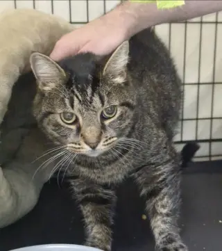 Timmy (FCID# 06/17/2026-158) Willow Grove