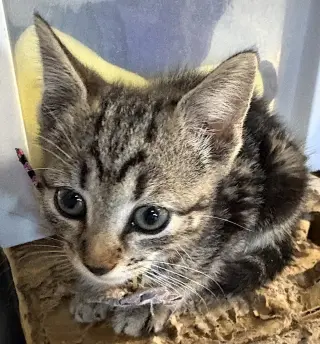 Kendra