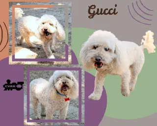 Gucci (Ritzy)