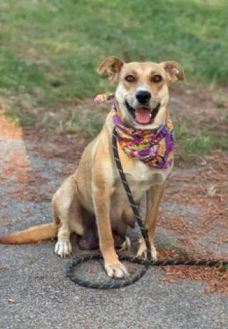 Nellie