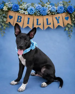 Billy