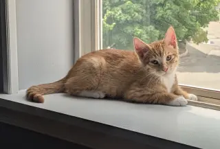 SHERBERT