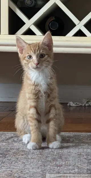 SHERBERT