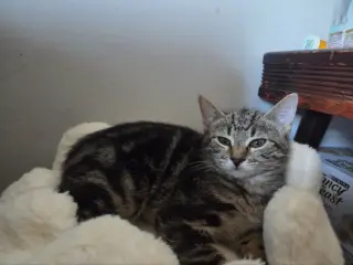 Jonesy