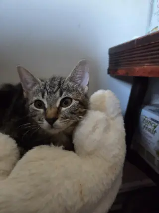 Jonesy