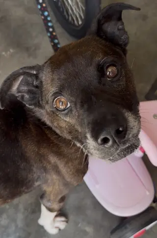 Dexter