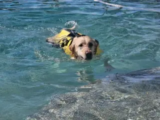 Sandi