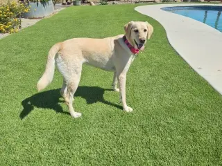 Sandi