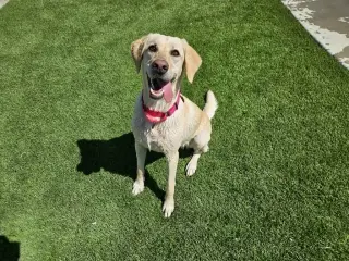 Sandi