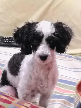 Cookie