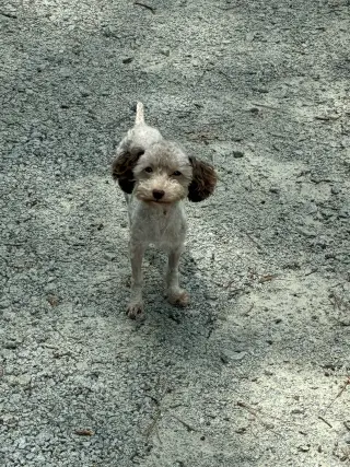 Dutchess