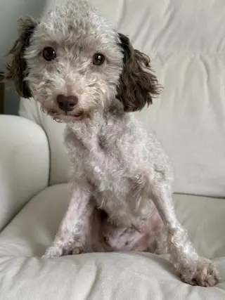 Dutchess