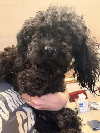 Annabelle