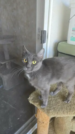 Kiki kitty