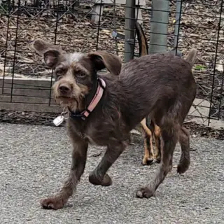 Millie