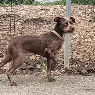 Millie