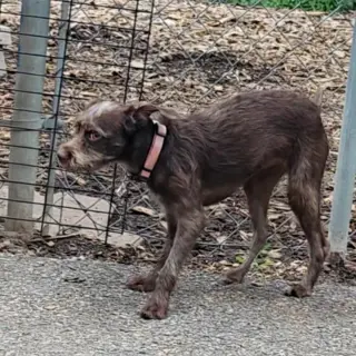 Millie