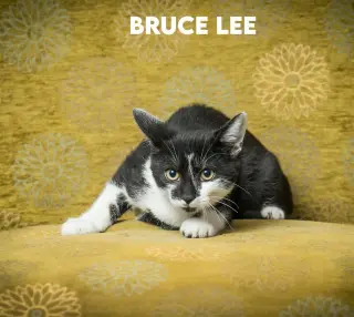 Bruce Lee