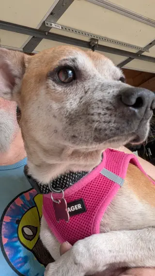 Ronnie #2