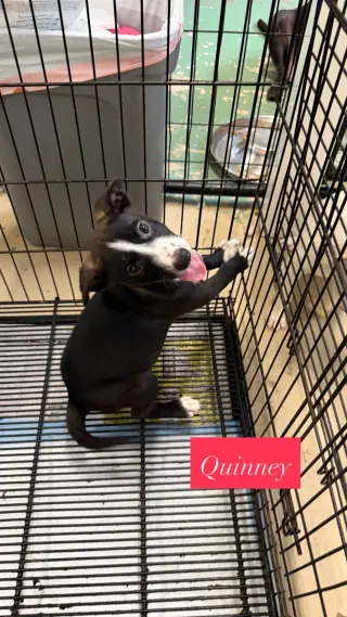Quinney