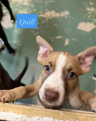 Quill