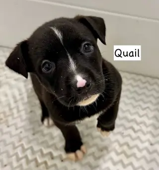 Quail