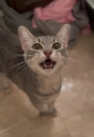 Tallulah