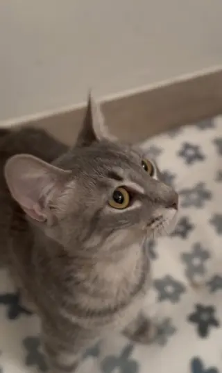 Tallulah