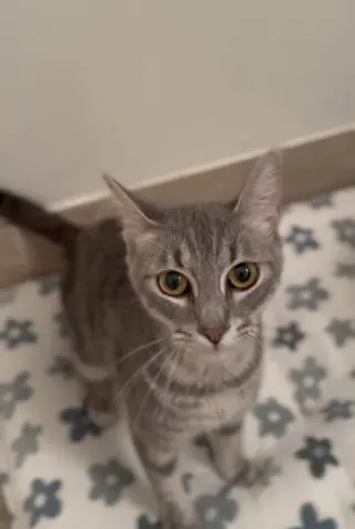 Tallulah