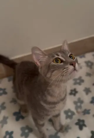 Tallulah