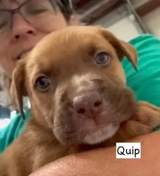 Quip