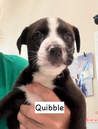 Quibble
