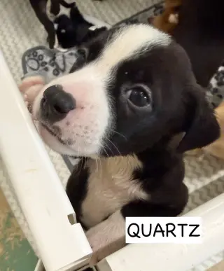 Quartz