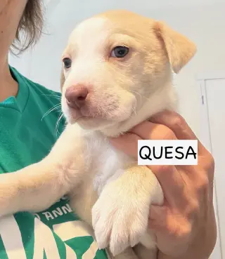 Quesa