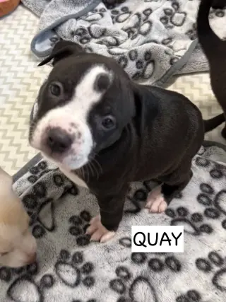 Quay