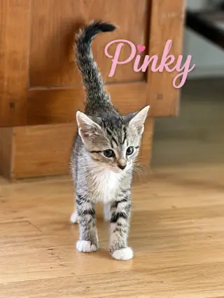 Pinky, Willow Grove PS (FCID 07/08/2026-153) KDC
