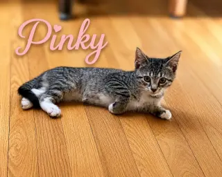 Pinky, Willow Grove PS (FCID 07/08/2026-153) KDC