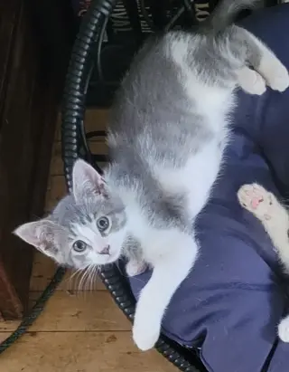 Pixie